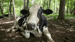 Cute Cow Relaxing