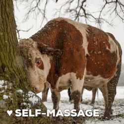 Cute Cow Self-massage