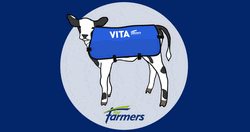 Cute Cow Wearing Vita For Farmers