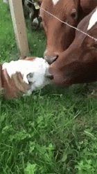 Cute Cows Kissing A Dog