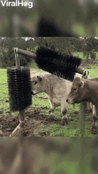 Cute Cows Using Brush