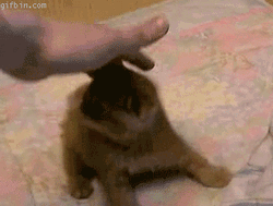 Cute Crazy Cat Playing GIF