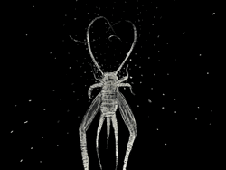 Cute Crickets Dancing Antennae GIF