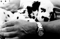 Cute Cuddling Dalmatian