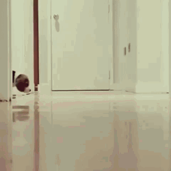 Cute Curious Puppies Sniffing  GIF