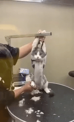 Cute Cut Undergoes Shaving Operation GIF