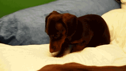 Cute Dachshund Dog Scratching On Bed