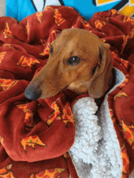 Cute Dachshund Dog Staring GIF