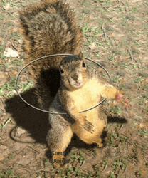 Cute Dancing Squirrel Hula Hoop GIF