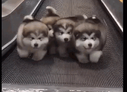 Cute Dog Alaskan Malamute Elevator Run GIF