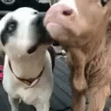 Cute Dog And Cow Kissing
