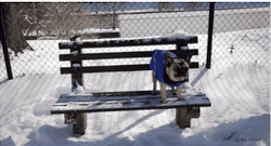 Cute Dog At The Bench GIF