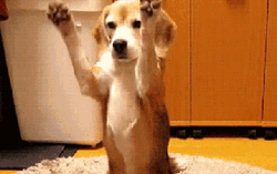 Cute Dog Ball Play GIF