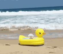 Cute Dog Beach Day