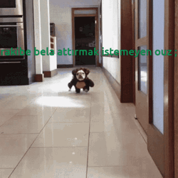 Cute Dog Bear Costume Escape Run GIF