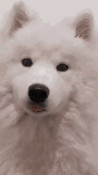 Cute Dog Beautful Eyes GIF