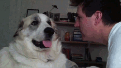Cute Dog Bitch Slap Owner GIF