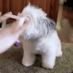 Cute Dog Blue Ribbon Grooming GIF