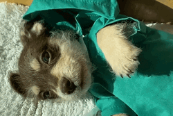 Cute Dog Blue Robe GIF