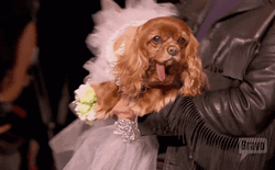 Cute Dog Bride GIF