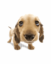 Cute Dog Brown Dachshund Blinking GIF