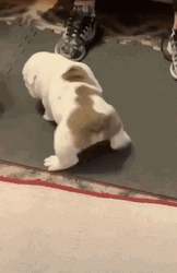 Cute Dog Bulldog Stretching GIF