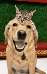 Cute Dog Cat Cuddle GIF