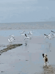 Cute Dog Chasing Seagulls  GIF