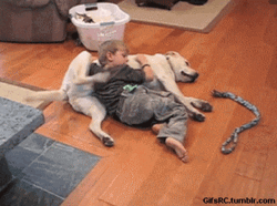 Cute Dog Child Play  GIF