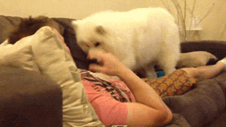 Cute Dog Clingy Samoyed  GIF