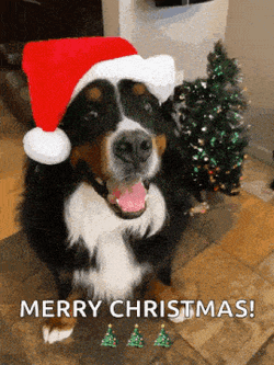 Cute Dog Cute GIF