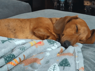 Cute Dog Dachshund Sleeping GIF