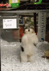 Cute Dog Dancing I Am Sold GIF