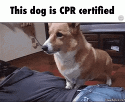 Cute Dog Doing Cpr GIF