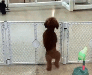 Cute Dog Doing Salsa GIF