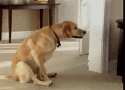 Cute Dog Dragging Itself GIF