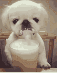 Cute Dog Drinking Milk