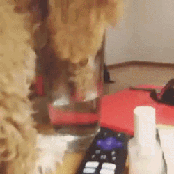 Cute Dog Drinks Water Lick GIF