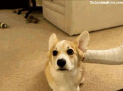 Cute Dog Ear Flapping  GIF