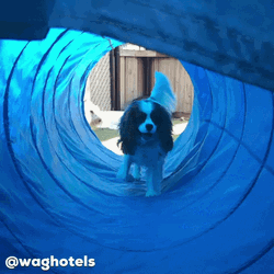 Cute Dog Entering Train Tunnel Set Up GIF