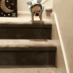Cute Dog Falling Down  GIF
