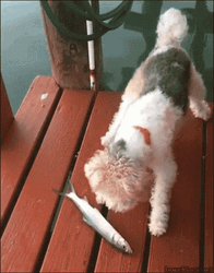 Cute Dog Fish Play GIF