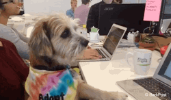 Cute Dog Front Laptop GIF