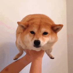 Cute Dog Fun Swimming GIF