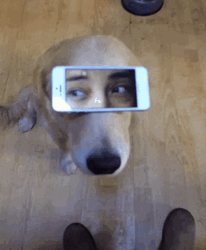 Cute Dog Funny Phone Eyes GIF