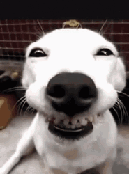 Cute Dog Good Smile   GIF