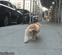 Cute Dog Happy Walking GIF