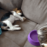 Cute Dog Hungry Sleeping GIF