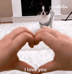 Cute Dog I Love You GIF