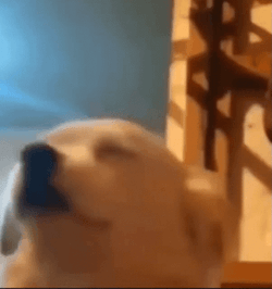 Cute Dog Jamming GIF